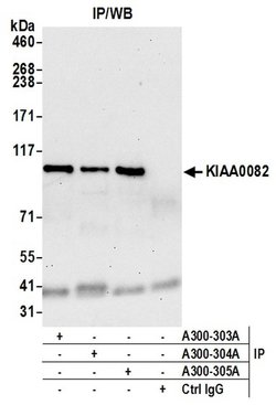 KIAA0082 Rabbit anti-Human, Polyclonal, Bethyl Laboratories 100 &mu;L;