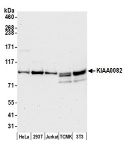 KIAA0082 Polyclonal Antibody, Bethyl Laboratories 20 &mu;L; Unconjugated:Antibodies,