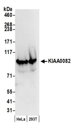 KIAA0082 Rabbit anti-Human, Mouse, Polyclonal, Bethyl Laboratories 100
