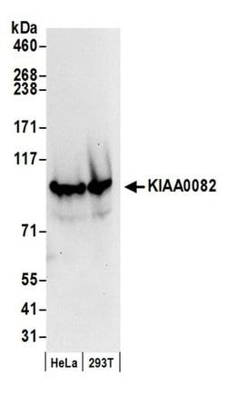 KIAA0082 Polyclonal Antibody, Bethyl Laboratories 20 &mu;L; Unconjugated:Antibodies,