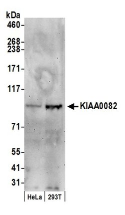 KIAA0082 Rabbit anti-Human, Polyclonal, Bethyl Laboratories 100 &mu;L;