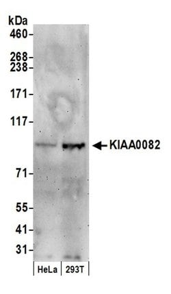 KIAA0082 Polyclonal Antibody, Bethyl Laboratories 20 &mu;L; Unconjugated:Antibodies,