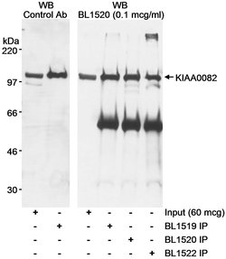 KIAA0082 Rabbit anti-Human, Mouse, Polyclonal, Bethyl Laboratories 100