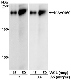 KIAA0460 Goat anti-Human, Polyclonal, Bethyl Laboratories 100 &mu;L; Unconjugated:Antibodies,