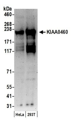 KIAA0460 Polyclonal Antibody, Bethyl Laboratories:Antibodies:Primary Antibodies
