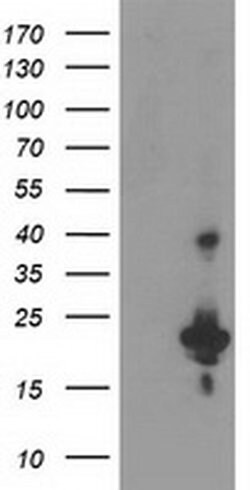 KIAA0495 Monoclonal Antibody (OTI3D7), TrueMAB , OriGene:Antibodies:Primary