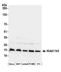 KIAA1143 Rabbit anti-Human, Mouse, Polyclonal, Bethyl Laboratories 100