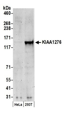 KIAA1276 Polyclonal Antibody, Bethyl Laboratories 20 &mu;L; Unconjugated:Antibodies,