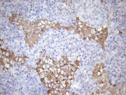 KIAA1524 Monoclonal Antibody (OTI1C11), TrueMAB , OriGene 100 &mu;L; Unconjugated:Antibodies,
