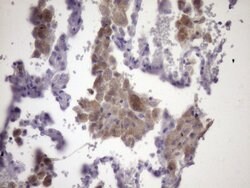KIAA1524 Monoclonal Antibody (OTI9E6), TrueMAB , OriGene 100 &mu;L; Unconjugated:Antibodies,