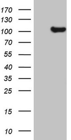 KIAA1524 Monoclonal Antibody (OTI4F5), TrueMAB , OriGene:Antibodies:Primary