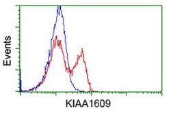 KIAA1609 Mouse anti-Human, Clone: OTI3B1, lyophilized, TrueMAB 100 &mu;g;