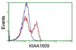 KIAA1609 Monoclonal Antibody (OTI3B1), TrueMAB , OriGene:Antibodies:Primary
