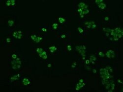 KIAA1609 Monoclonal Antibody (OTI5D9), TrueMAB , OriGene 30 &mu;L; Unconjugated:Antibodies,