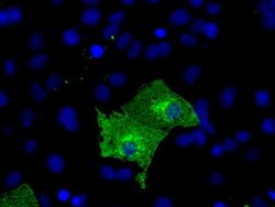 KIAA1609 Monoclonal Antibody (OTI7E4), TrueMAB , OriGene 100 &mu;L; Unconjugated:Antibodies,