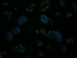 KIAA1609 Mouse anti-Human, Clone: OTI7E4, lyophilized, TrueMAB 100 &mu;g;