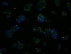 KIAA1609 Monoclonal Antibody (OTI7E4), TrueMAB , OriGene 100 &mu;L; Unconjugated:Antibodies,