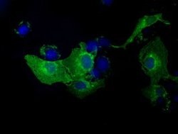 KIAA1609 Mouse anti-Human, Clone: OTI3B1, lyophilized, TrueMAB 100 &mu;g;
