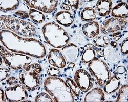 KIAA1609 Monoclonal Antibody (OTI7E4), TrueMAB , OriGene 100 &mu;L; Unconjugated:Antibodies,