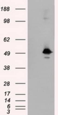KIAA1609 Mouse anti-Human, Clone: OTI7E4, lyophilized, TrueMAB 100 &mu;g;