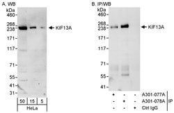 KIF13A Rabbit anti-Human, Polyclonal, Bethyl Laboratories 100 &mu;l; Unlabeled:Antibodies,