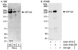 KIF13A Rabbit anti-Human, Polyclonal, Bethyl Laboratories 100 &mu;L; Unconjugated:Antibodies,