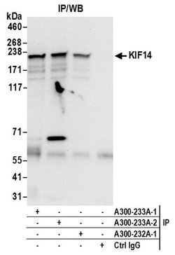 KIF14 Rabbit anti-Human, Polyclonal, Bethyl Laboratories 100 &mu;l; Unlabeled:Antibodies,