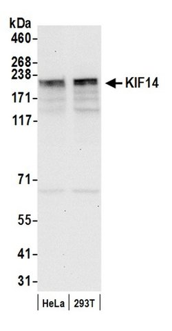 KIF14 Rabbit anti-Human, Polyclonal, Bethyl Laboratories 100 &mu;l; Unlabeled:Antibodies,