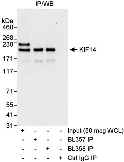 KIF14 Rabbit anti-Human, Polyclonal, Bethyl Laboratories 100 &mu;L; Unconjugated:Antibodies,