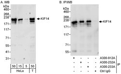 KIF14 Rabbit anti-Human, Polyclonal, Bethyl Laboratories 100 &mu;L; Unconjugated:Antibodies,