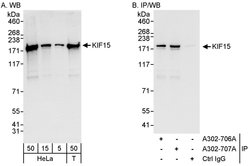 KIF15 Rabbit anti-Human, Polyclonal, Bethyl Laboratories 100 &mu;L; Unconjugated:Antibodies,