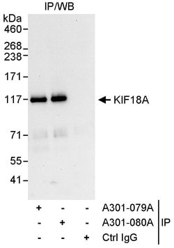 KIF18A Rabbit anti-Human, Polyclonal, Bethyl Laboratories 10 &mu;l; Unlabeled:Antibodies,