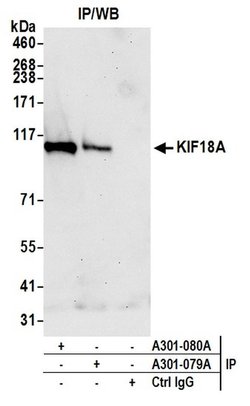 KIF18A Rabbit anti-Human, Polyclonal, Bethyl Laboratories 100 &mu;l; Unlabeled:Antibodies,