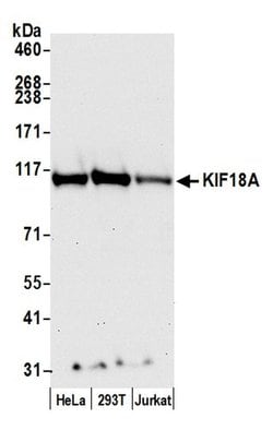 KIF18A Rabbit anti-Human, Polyclonal, Bethyl Laboratories 100 &mu;l; Unlabeled:Antibodies,