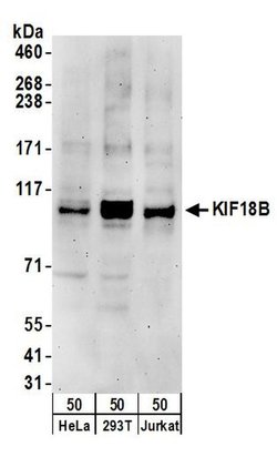 KIF18B Rabbit anti-Human, Polyclonal, Bethyl Laboratories 10 &mu;L | Buy Online | Bethyl Laboratories, Inc | Fisher Scientific