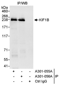 KIF1B Rabbit anti-Human, Polyclonal, Bethyl Laboratories 10 &mu;L; Unconjugated:Antibodies,
