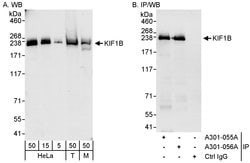 KIF1B Rabbit anti-Human, Mouse, Polyclonal, Bethyl Laboratories 100 &mu;L;