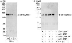KIF1C/LTXS1 Rabbit anti-Human, Polyclonal, Bethyl Laboratories 100 &mu;L;