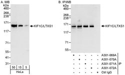 KIF1C/LTXS1 Rabbit anti-Human, Polyclonal, Bethyl Laboratories 100 &mu;L;