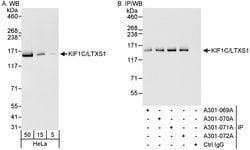 KIF1C/LTXS1 Rabbit anti-Human, Polyclonal, Bethyl Laboratories 100 &mu;L;
