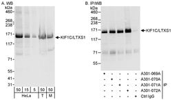KIF1C/LTXS1 Rabbit anti-Human, Mouse, Polyclonal, Bethyl Laboratories 100