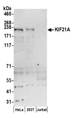 KIF21A Polyclonal Antibody, Bethyl Laboratories:Antibodies:Primary Antibodies
