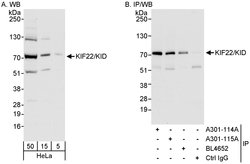 KIF22/KID Rabbit anti-Human, Polyclonal, Bethyl Laboratories 100 &mu;L;