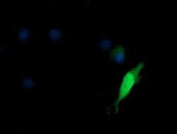 KIF25 Monoclonal Antibody (OTI2F4), TrueMAB , OriGene 100 &mu;L; Unconjugated:Antibodies,
