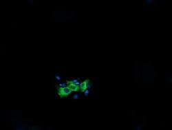 KIF25 Monoclonal Antibody (OTI1H1), TrueMAB , OriGene:Antibodies:Primary