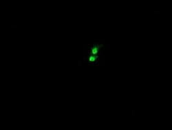 KIF25 Monoclonal Antibody (OTI1H10), TrueMAB , OriGene:Antibodies:Primary