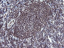 KIF25 Monoclonal Antibody (OTI2D6), TrueMAB , OriGene 100 &mu;L; Unconjugated:Antibodies,