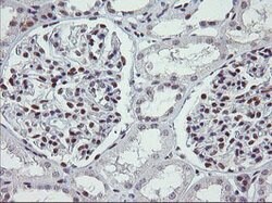 KIF25 Mouse anti-Human, Clone: OTI2D6, lyophilized, TrueMAB 100 &mu;g;