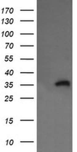 KIF25 Monoclonal Antibody (OTI2B4), TrueMAB , OriGene 100 &mu;L; Unconjugated:Antibodies,