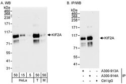 KIF2A Rabbit anti-Human, Polyclonal, Bethyl Laboratories 100 &mu;L; Unconjugated:Antibodies,
